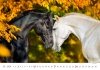 Kalendarz ścienny wieloplanszowy Horses 2024 - listopad 2024