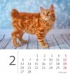 Kalendarz biurkowy 2023 Kotki (Kittens) - luty 2023