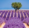 Kalendarz ścienny wieloplanszowy Provence 2023 z naklejkami - sierpień 2023