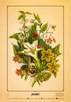 Kalendarz ścienny wieloplanszowy Herbarium 2024 - styczeń 2024