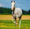 Kalendarz ścienny wieloplanszowy Horses 2023 z naklejkami  - kwiecień 2023
