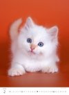 Kalendarz ścienny wieloplanszowy Kittens 2025 - luty 2025
