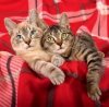 Kalendarz ścienny wieloplanszowy Cats 2025 z naklejkami - luty 2025