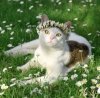 Kalendarz ścienny wieloplanszowy Cats 2025 z naklejkami - maj 2025