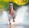 Kalendarz ścienny wieloplanszowy Horses 2023 z naklejkami  - sierpień 2023