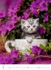 Kalendarz ścienny wieloplanszowy Kittens 2025 - maj 2025