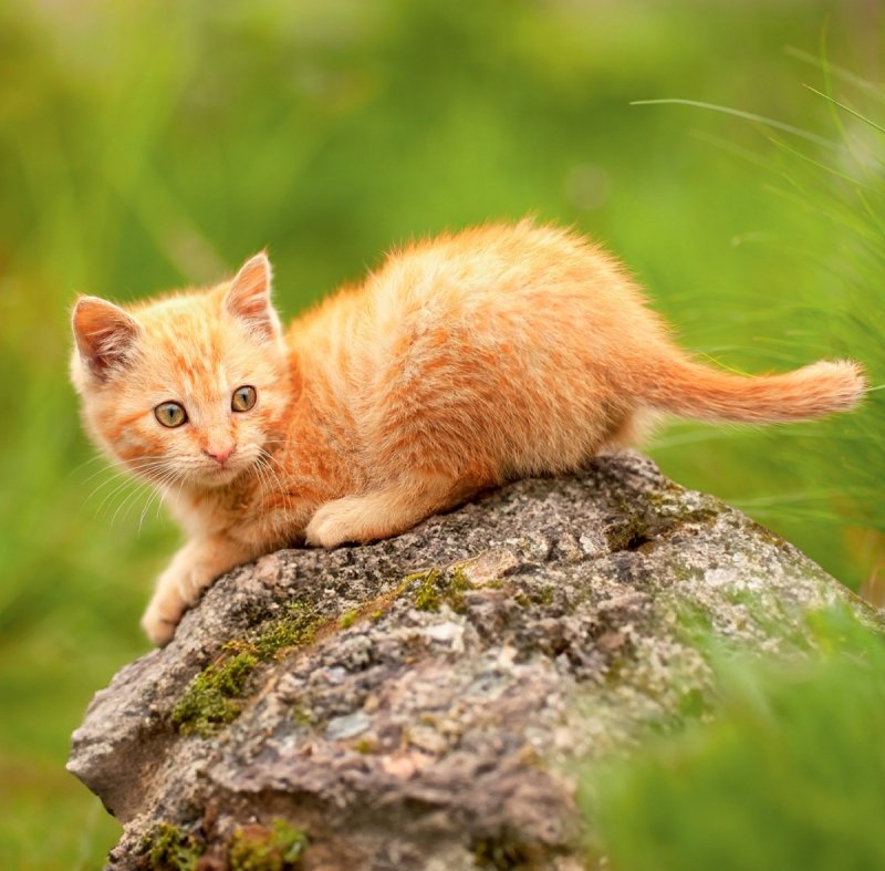 Kalendarz ścienny wieloplanszowy Cats 2025 z naklejkami - lipiec 2025