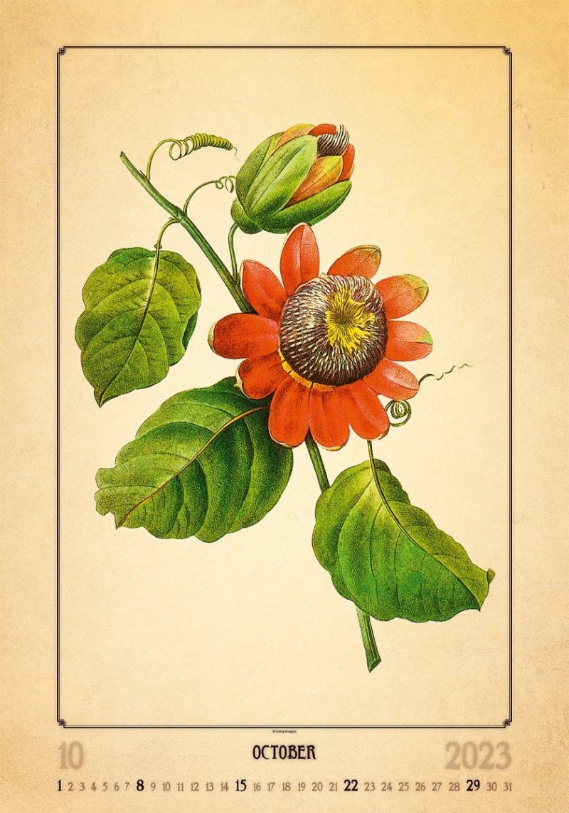 Kalendarz ścienny wieloplanszowy Herbarium 2023 - październik 2023