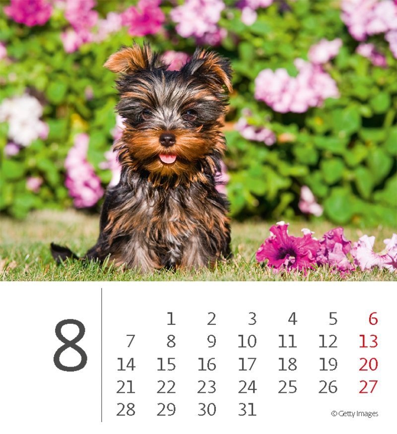 Kalendarz biurkowy 2023 Pieski (Puppies) - sierpień 2023