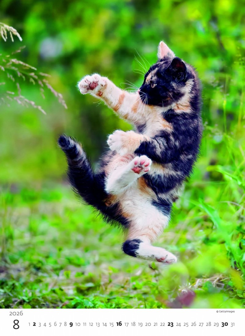kalendarz wieloplanszowy na rok 2026 z pięknymi zdjęciami kociaków
