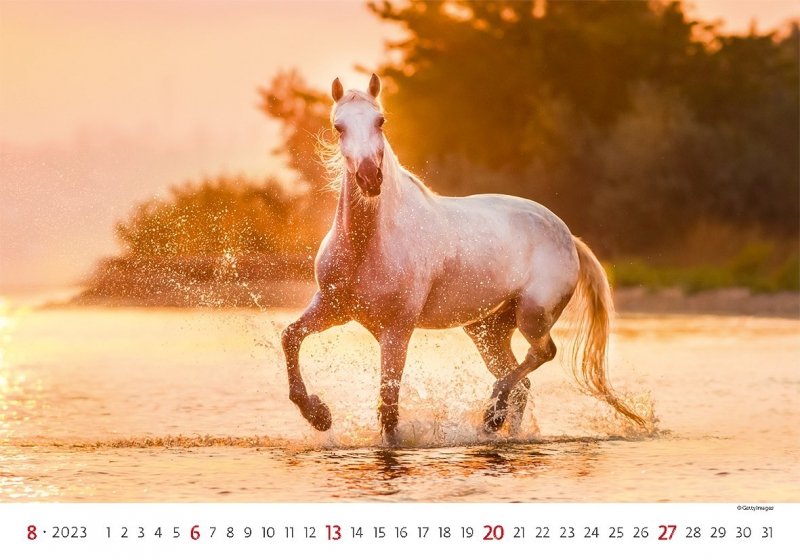 Kalendarz ścienny wieloplanszowy Horses 2023 - sierpień 2023