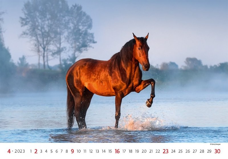 Kalendarz ścienny wieloplanszowy Horses 2023 - kwiecień 2023