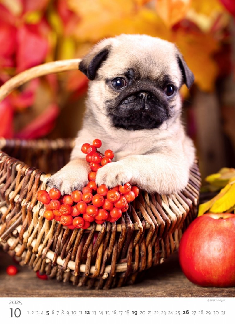 Kalendarz ścienny wieloplanszowy Puppies 2025 - październik 2025