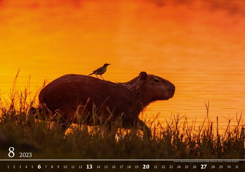 Kalendarz ścienny wieloplanszowy Wildlife 2023 - exclusive edition - sierpień 2023