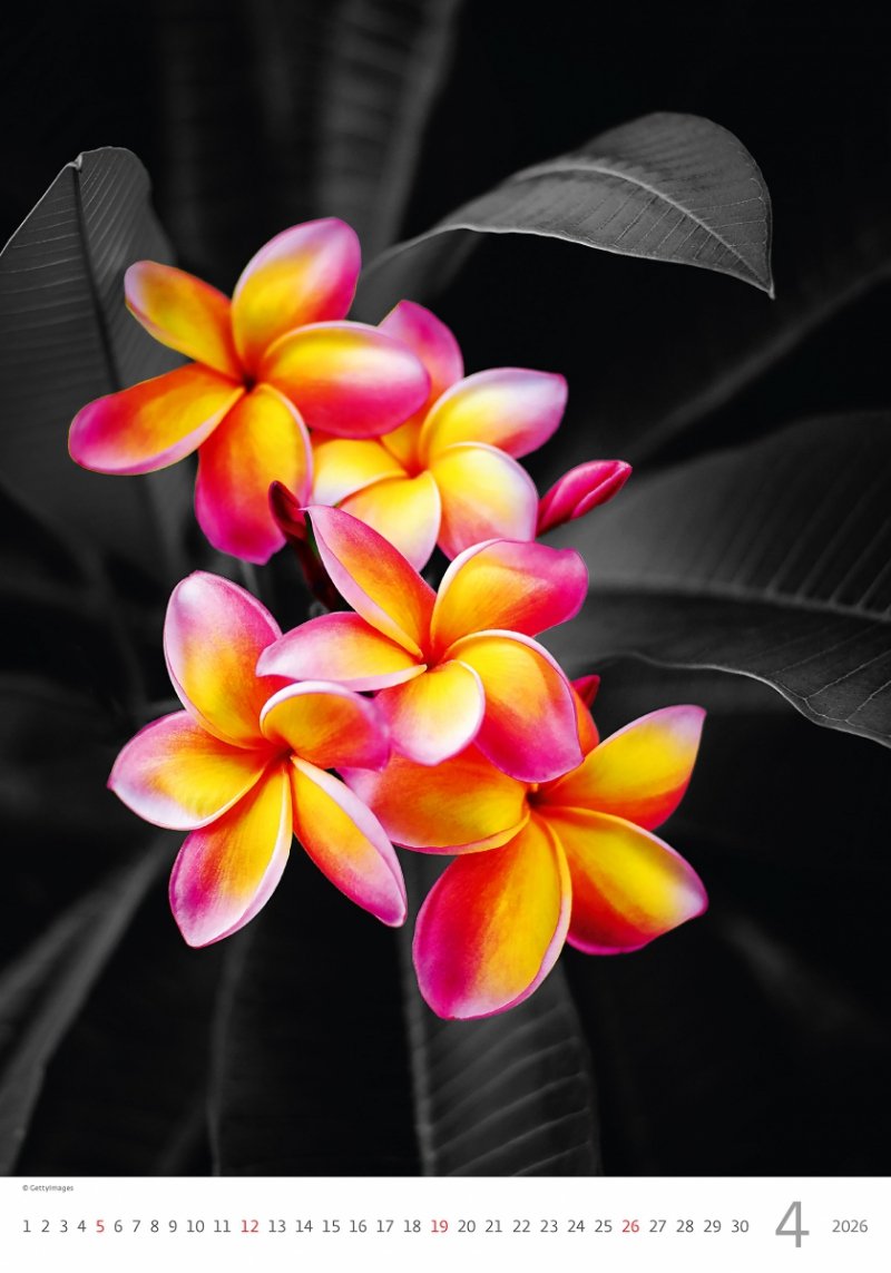 kalendarz do powieszenia na ścianę z dużymi zdjęciami dla miłośników fotografii i sztuki