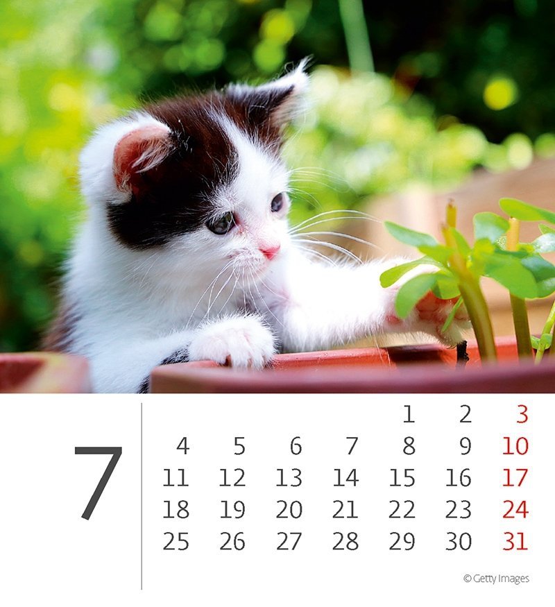 Kalendarz biurkowy 2022 Kotki (Kittens) - lipiec 2022