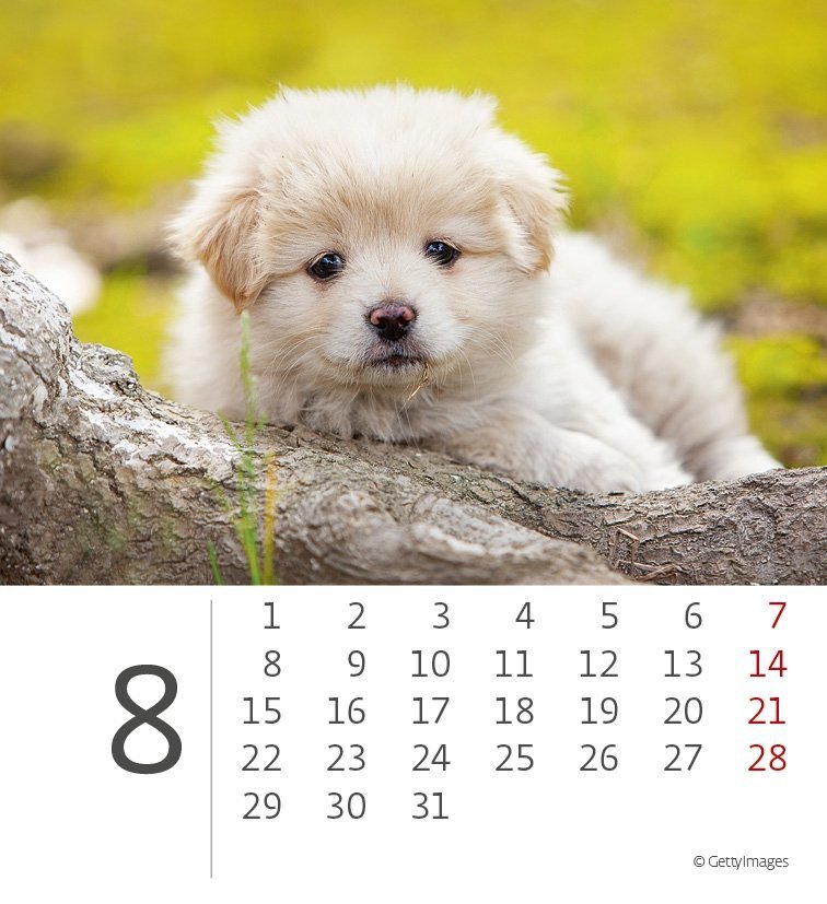 Kalendarz biurkowy 2022 Pieski (Puppies) - sierpień 2022