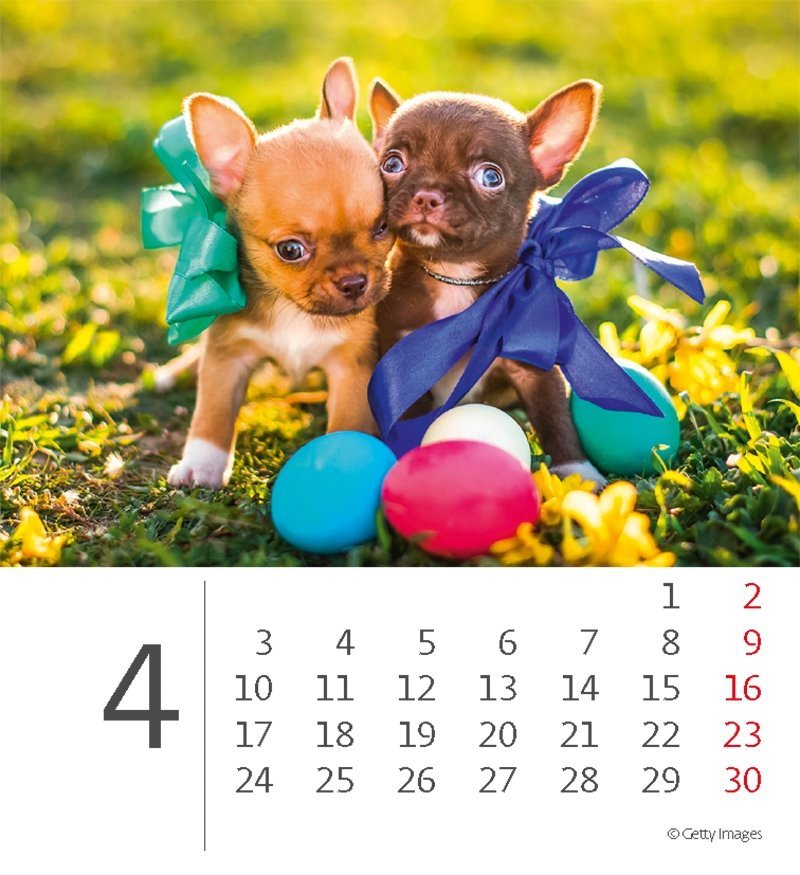 Kalendarz biurkowy 2023 Pieski (Puppies) - kwiecień 2023