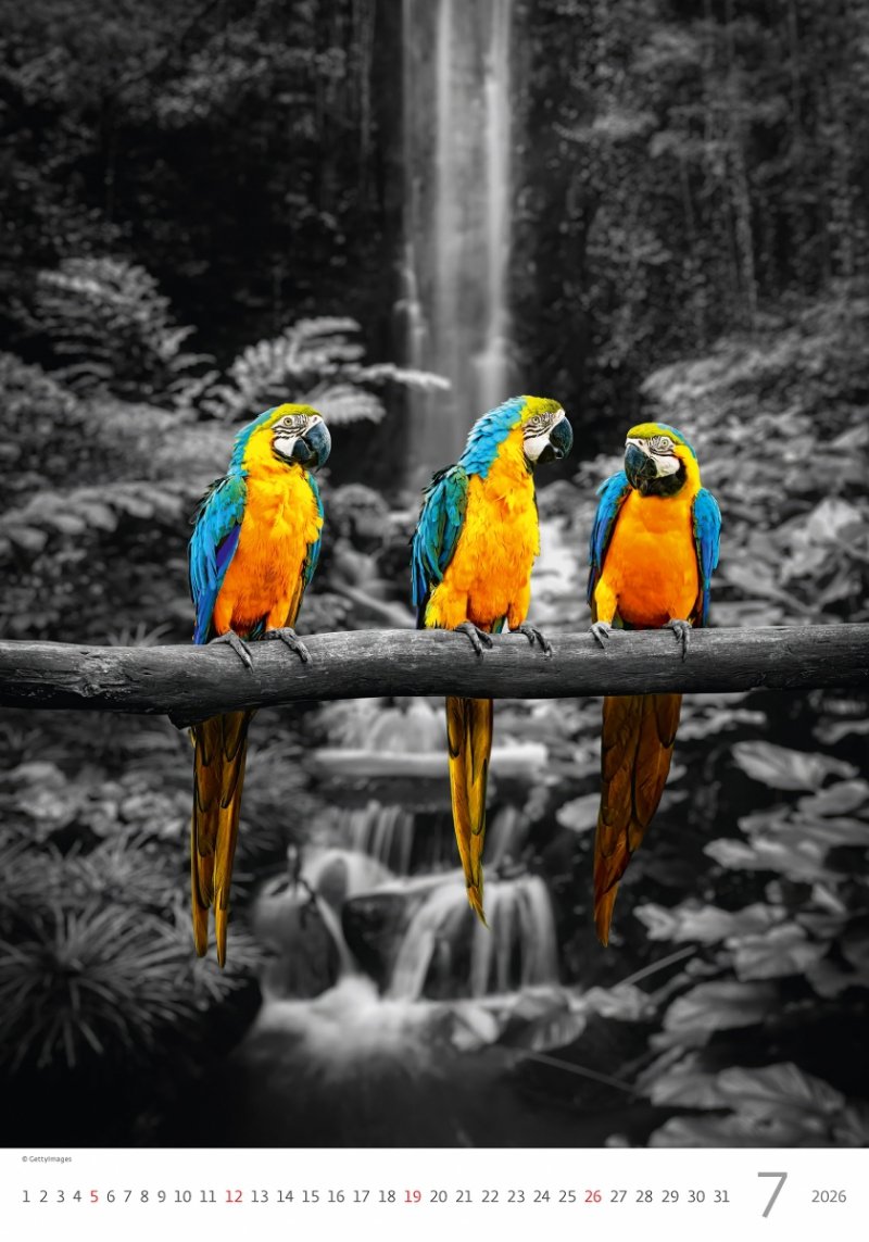 kalendarz na rok 2026 do powieszenia na ścianie w formacie 31.5 x 45 cm