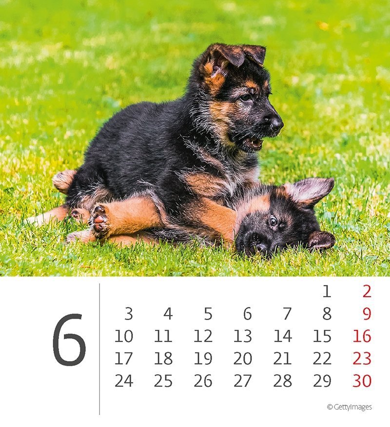 Kalendarz biurkowy 2024 Pieski (Puppies) - czerwiec 2024