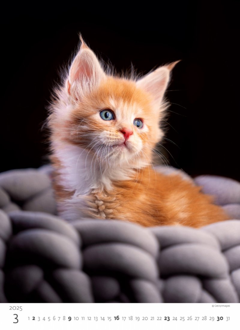 Kalendarz ścienny wieloplanszowy Kittens 2025 - marzec 2025