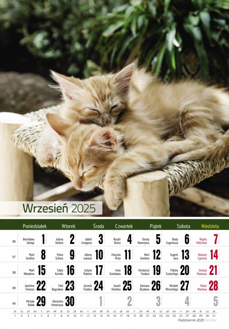 Kalendarz ścienny wieloplanszowy KOTY 2025 - wrzesień 2025