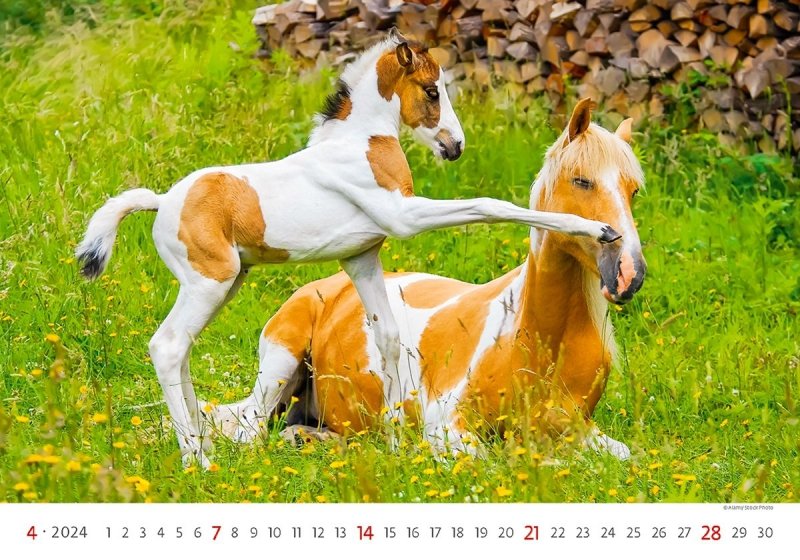 Kalendarz ścienny wieloplanszowy Horses 2024 - kwiecień 2024