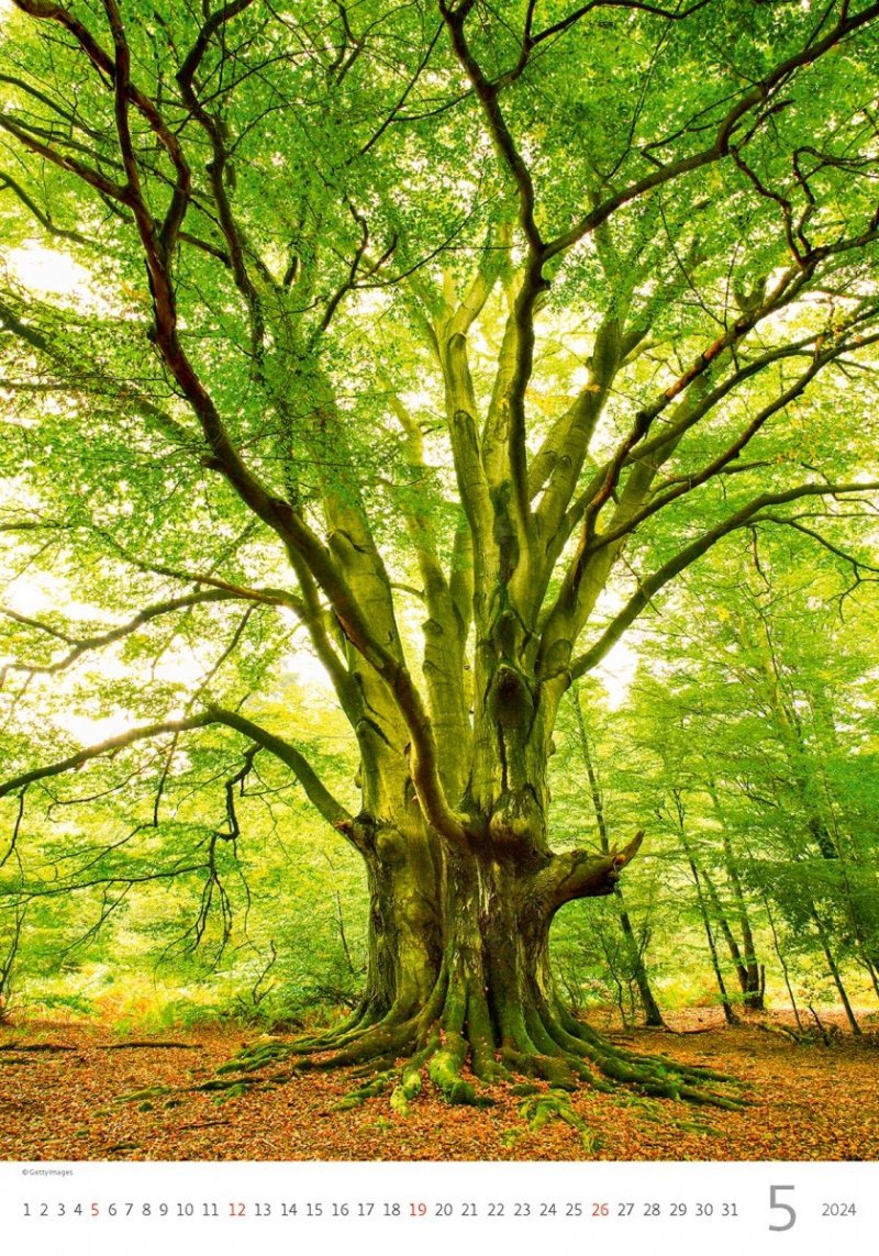 Kalendarz ścienny wieloplanszowy Trees 2024 - maj 2024