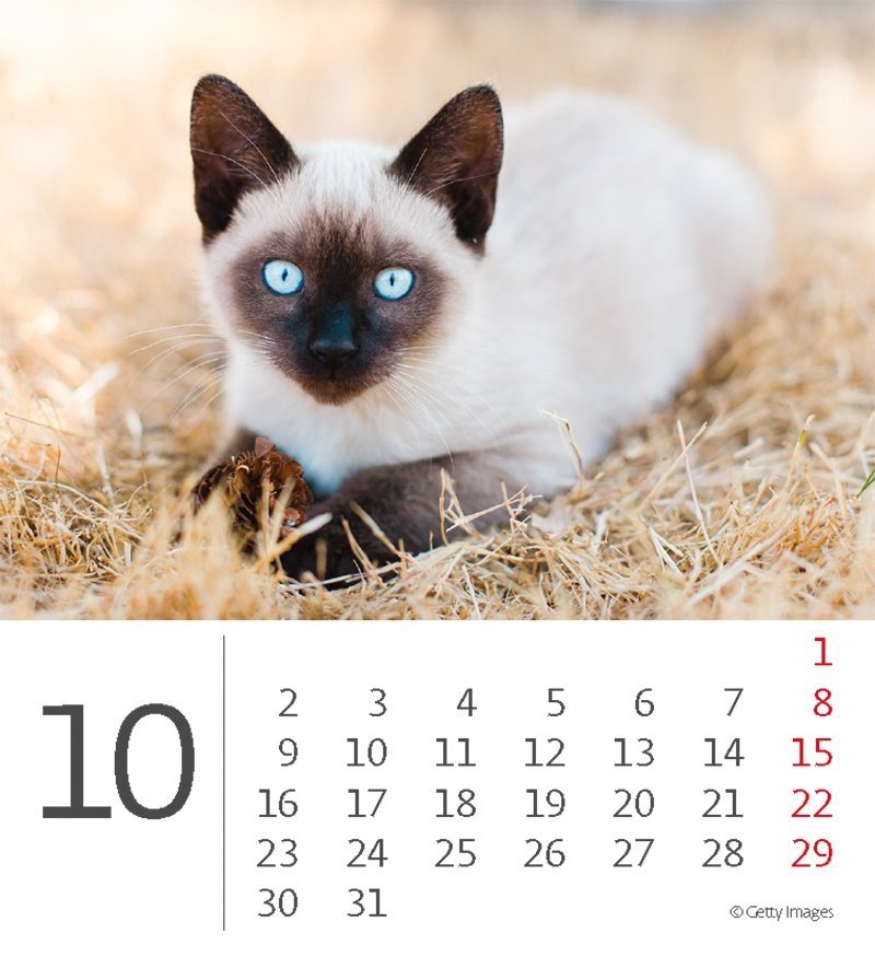 Kalendarz biurkowy 2023 Kotki (Kittens) - październik 2023