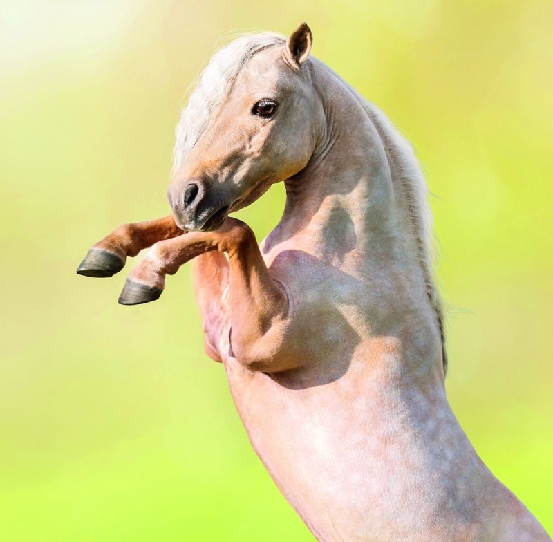 ścienny kalendarz na rok 2026 planer z naklejkami dla miłośników koni