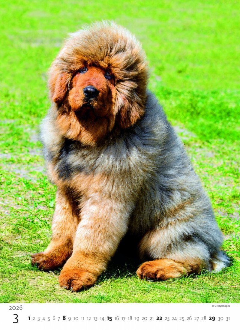ścienny kalendarz na rok 2026, piękne fotografie szczeniaków