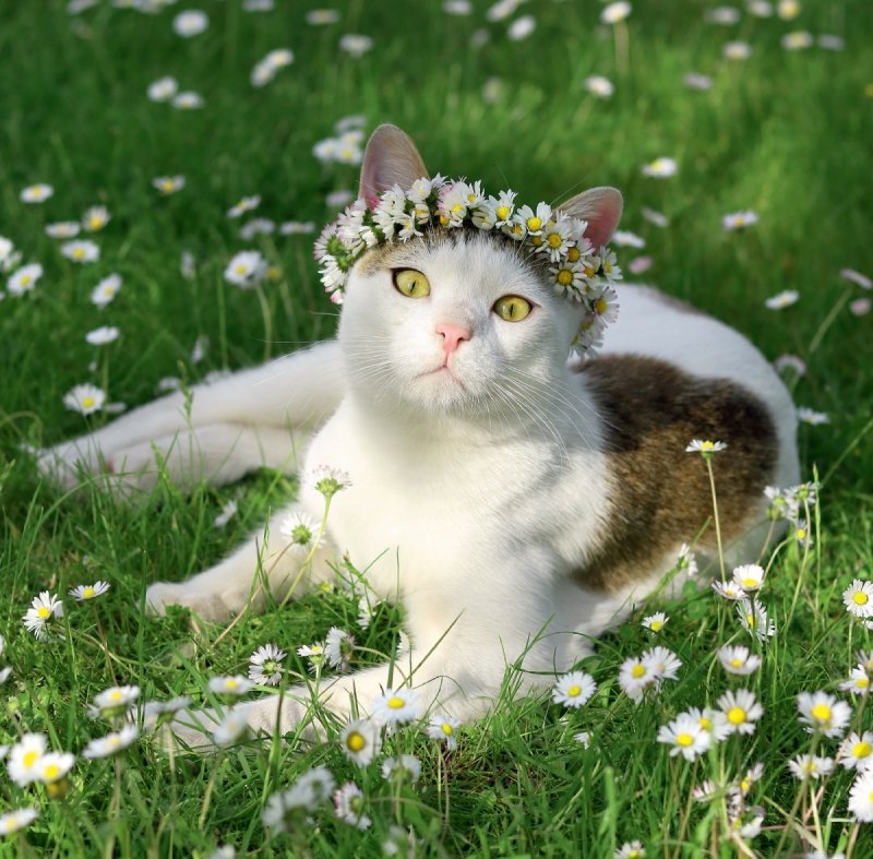 Kalendarz ścienny wieloplanszowy Cats 2025 z naklejkami - maj 2025