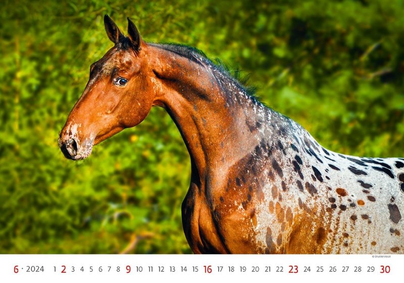 Kalendarz ścienny wieloplanszowy Horses 2024 - czerwiec 2024