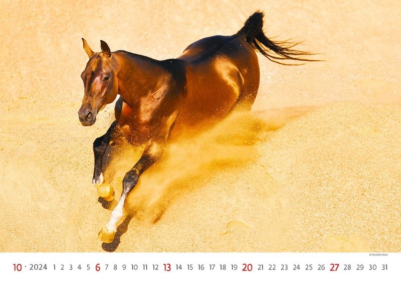 Kalendarz ścienny wieloplanszowy Horses 2024 - październik 2024