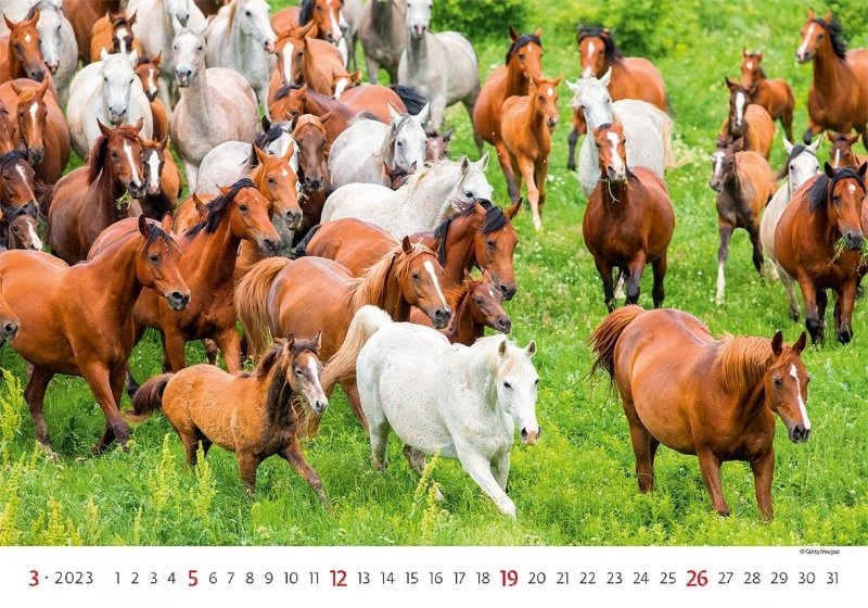 Kalendarz ścienny wieloplanszowy Horses 2023 - marzec 2023