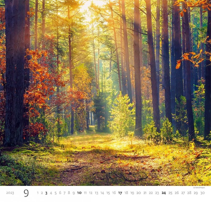 Kalendarz ścienny wieloplanszowy Forest 2023 - wrzesień 2023