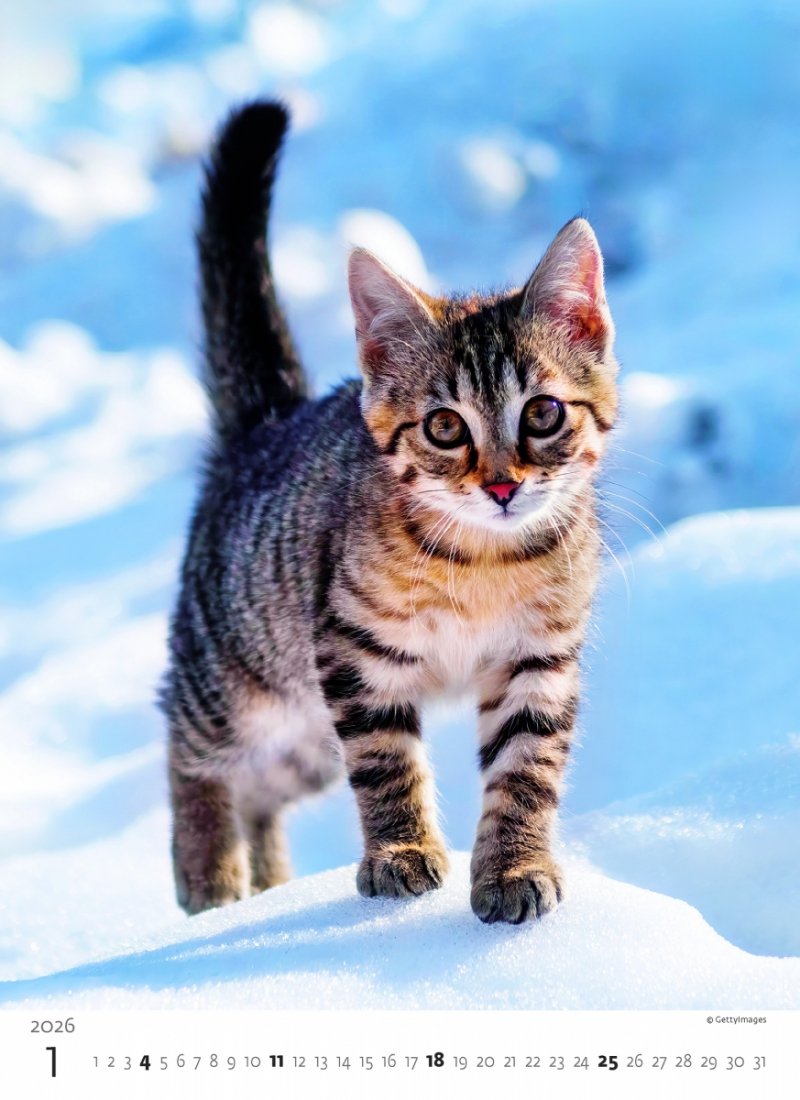piękny kalendarz na ścianę z kotkami