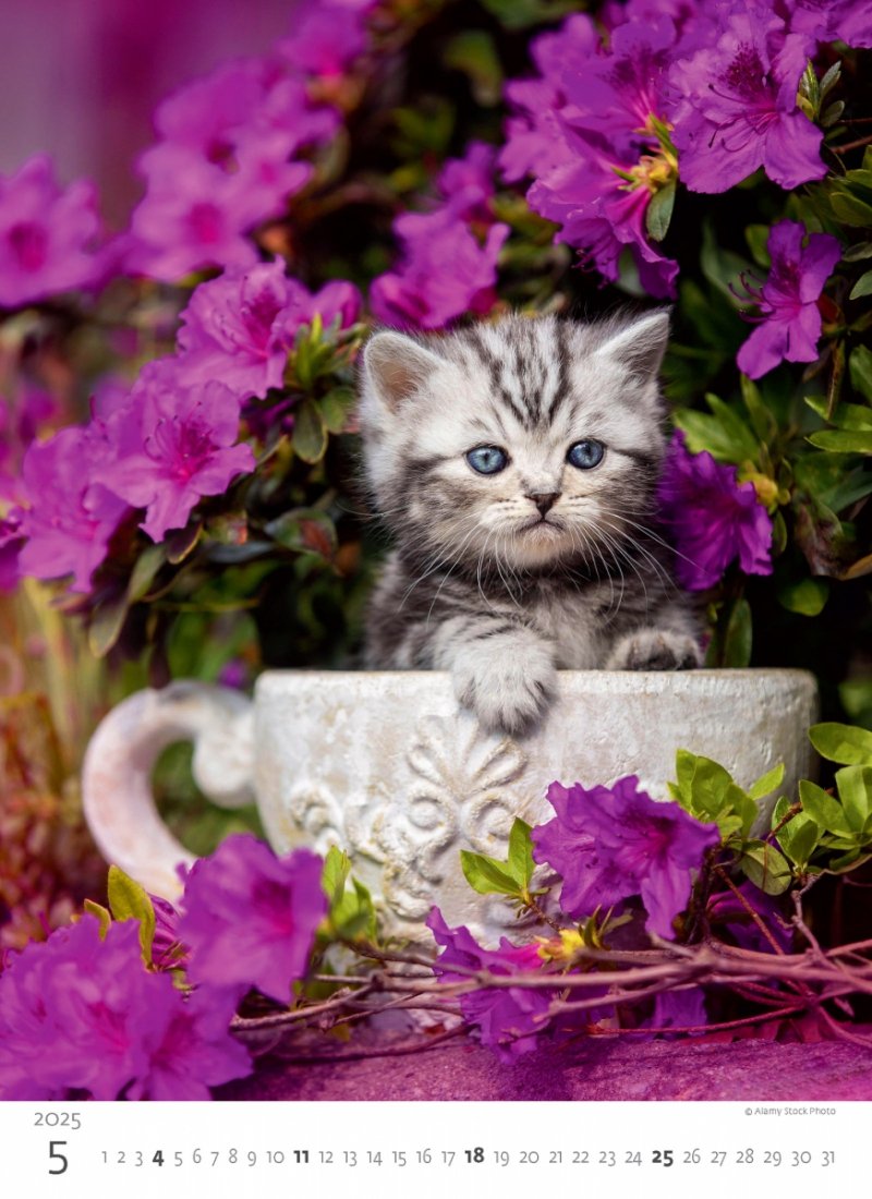 Kalendarz ścienny wieloplanszowy Kittens 2025 - maj 2025