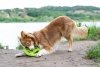 Kiwi Walker Let's Play! FRISBEE Maxi zielone