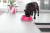 OH Bowl® Miska dbająca o higienę jamy ustnej psa Pomarańczowa rozmiar L