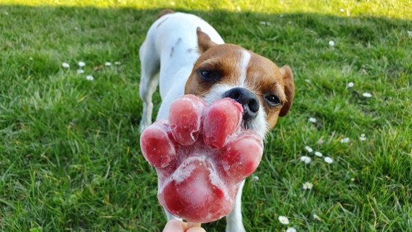 Stevi &amp; Schnück‘s Hundemarmelade Einhorn DŻEM DOBRY JEDNOROŻEC 275g