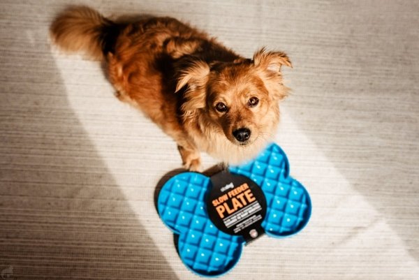 Miska spowalniająca jedzenie SLODOG® turkusowa