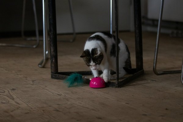 ROBOCAT MOUSE zabawka dla kota TURKUSOWA