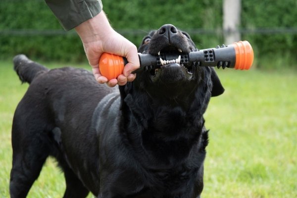 Dog Comets METEOR patyk do zabawy rozmiar S zielony