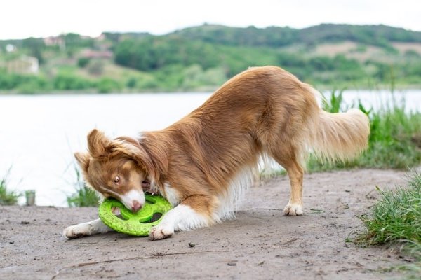 Kiwi Walker Let's Play! FRISBEE Mini pomarańczowe