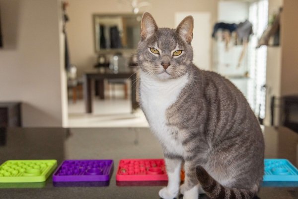 Mata LickiMat® Classic Catster™ turkusowa