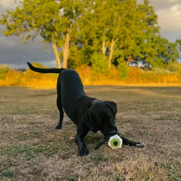 GREEN &amp; WILD'S Eye-m watching you (Oko)