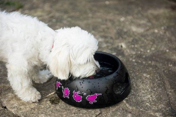 Kiwi Walker BLACK BOWL miska niebieska