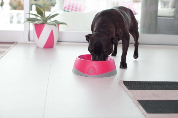 OH Bowl® Miska dbająca o higienę jamy ustnej psa Zielona rozmiar L