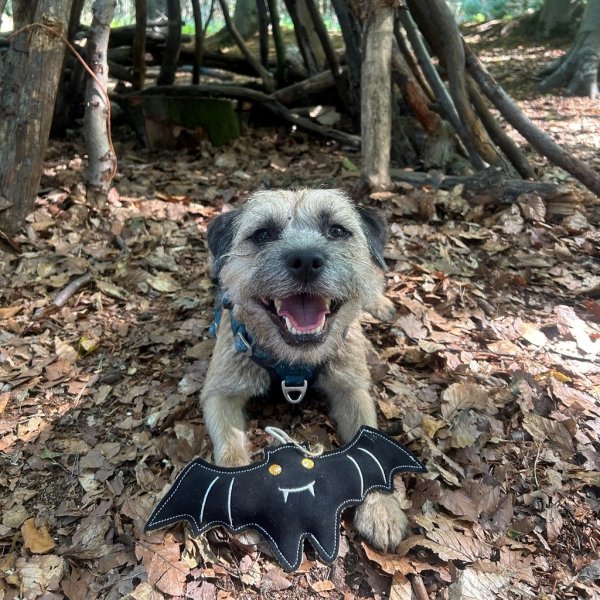 GREEN &amp; WILD'S Count Batula (Nietoperz)